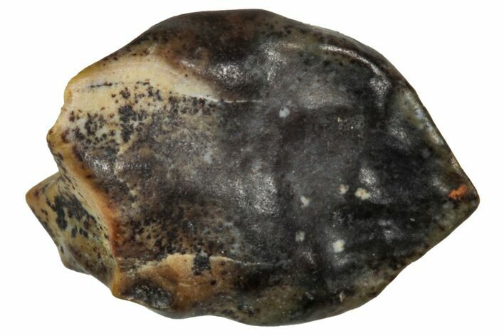 Fossil Nodosaurid (Denversaurus) Tooth - Montana #341025